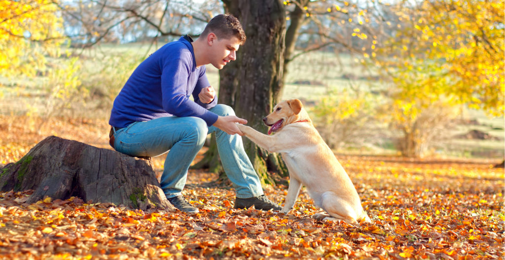 training-the-dog-while-distracted