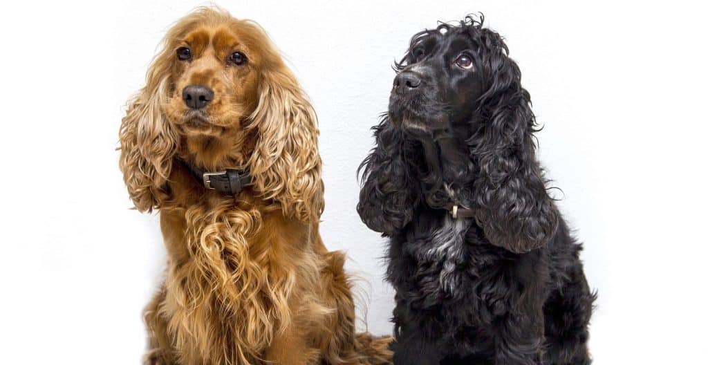Cocker-Spaniel-black-and-brown