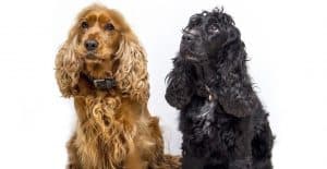 Cocker-Spaniel-black-and-brown
