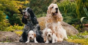 Cocker-Spaniel-family