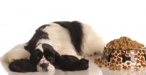 Cocker-Spaniel-feeding