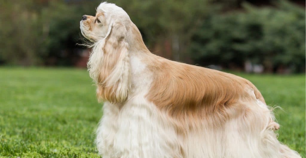 Cocker-Spaniel-grooming