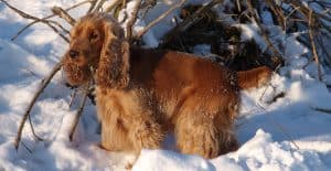 Cocker-Spaniel-in-the-snow