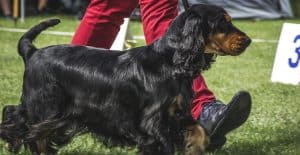 Cocker-Spaniel-in-training-for-show