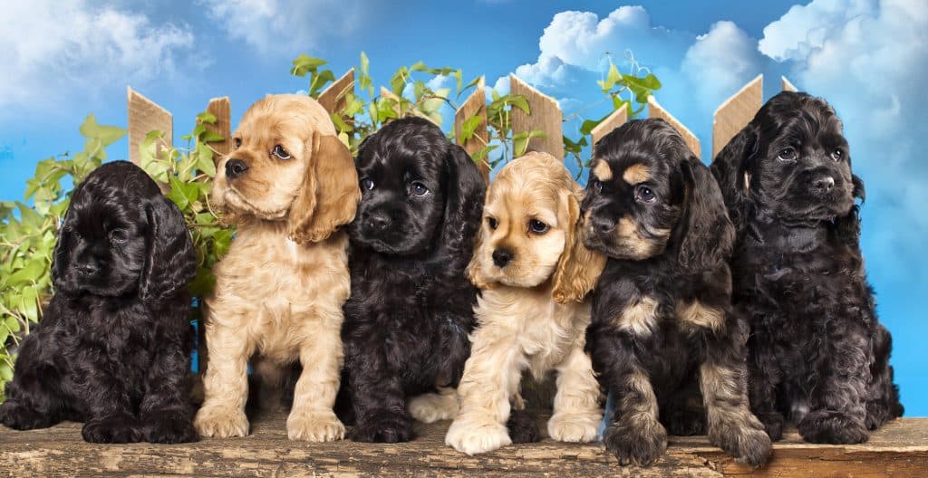 Cocker-Spaniel-puppies