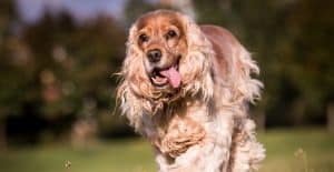 Cocker-Spaniel-running