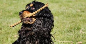 Cocker-Spaniel-with-a-stick