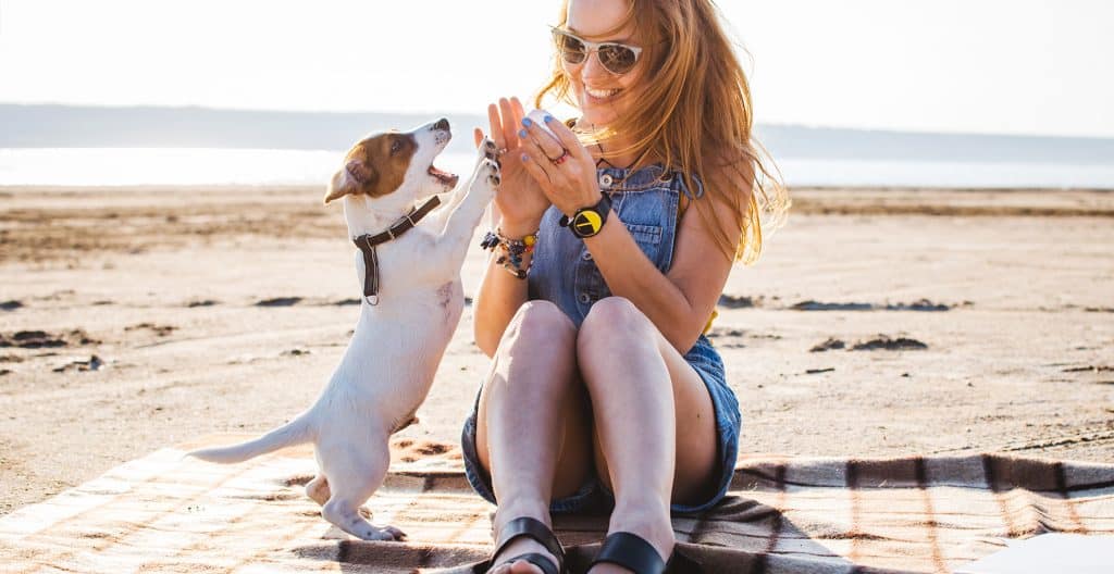 JACK-RUSSELL-AT-THE-BEACH