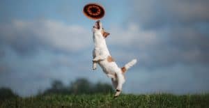 JACK-RUSSELL-CATCHES-DISC