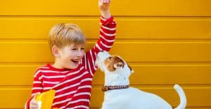 JACK-RUSSELL-FEEDING