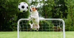 JACK-RUSSELL-FOOTBALL