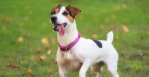 JACK-RUSSELL-FUNNY