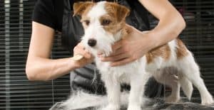 JACK-RUSSELL-GROOMING