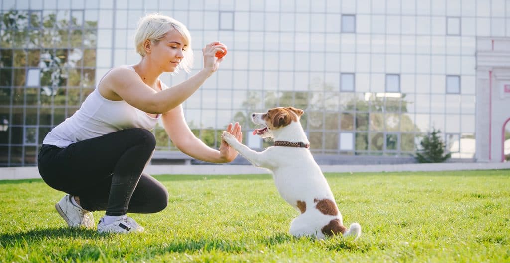 JACK-RUSSELL-IN-TRAINING