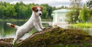 JACK-RUSSELL-STRETCHING