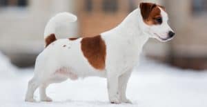 JACK-RUSSELL-TERRIER-SIZE
