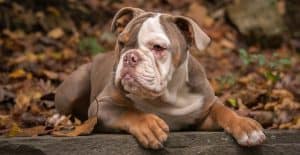 bulldog-american