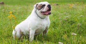 bulldog-american-white-well-built