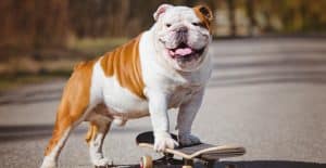 bulldog-english-on-a-skateboard