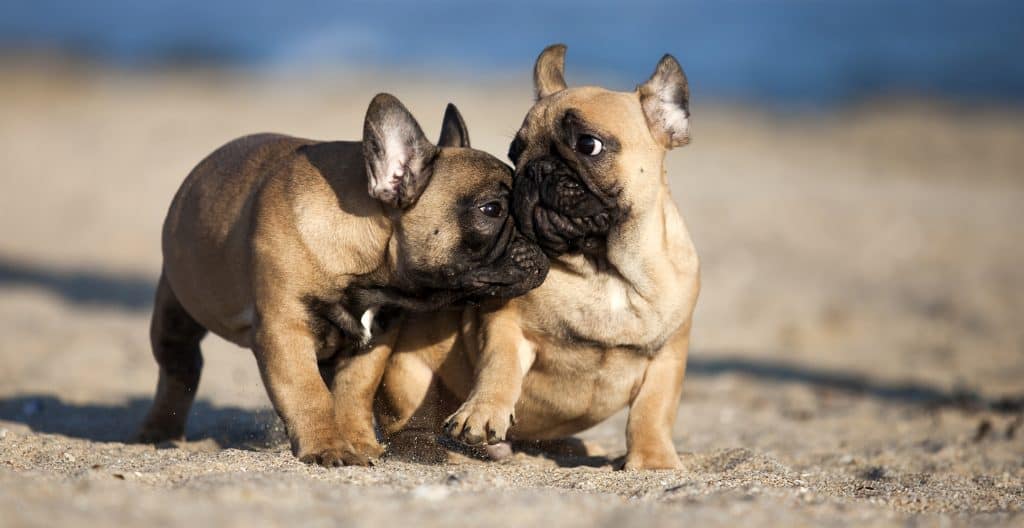 bulldog-french-buddies