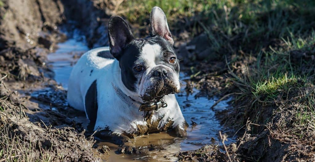 bulldog-french-playing-in-the-mud