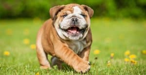 bulldog-french-playing-in-the-park