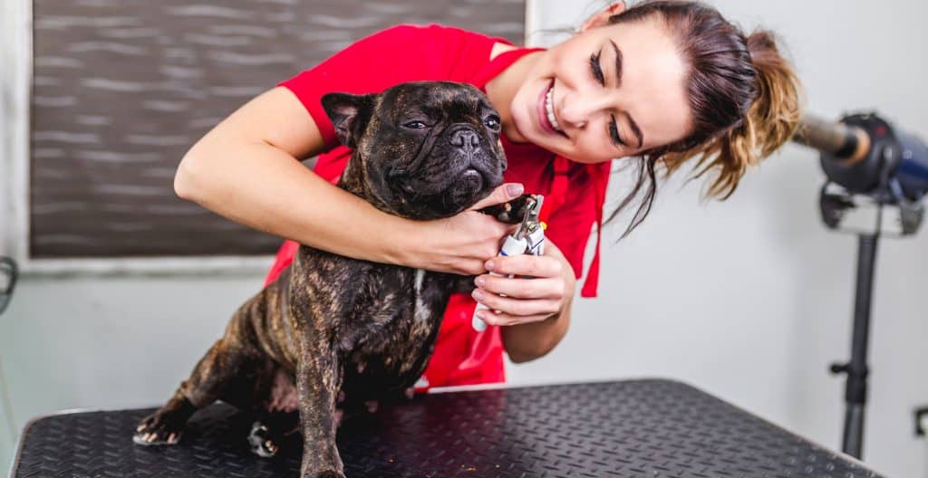 bulldog-grooming