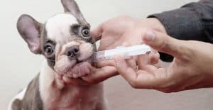 bulldog-taking-medicine