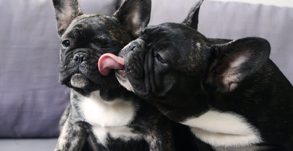 bulldog-tongue-out
