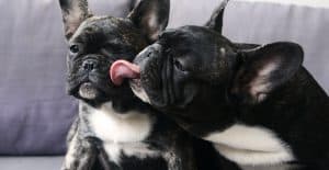 bulldog-tongue-out