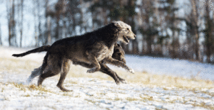 irish-wolfhound-exercise
