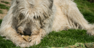 irish-wolfhound-feeding