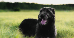 irish-wolfhound-header