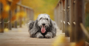irish-wolfhound-grooming