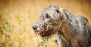 irish-wolfhound-gallery