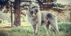 irish-wolfhound-history