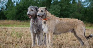 irish-wolfhound-size