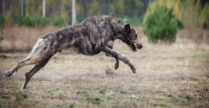 irish-wolfhound-training