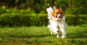 papillon-exercise