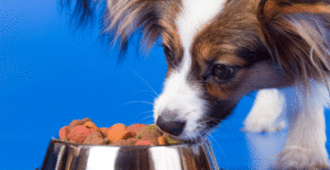 papillon-feeding