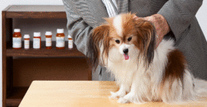 papillon-health