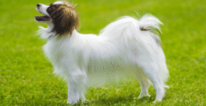 papillon-size