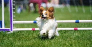 papillon-training