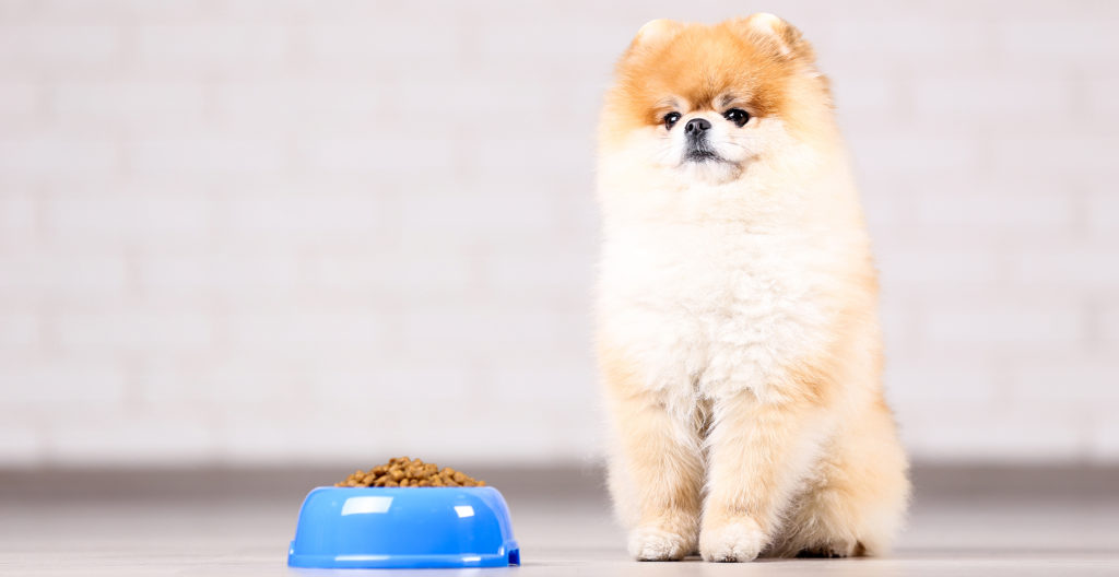 pomeranian-feeding