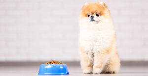pomeranian-feeding and the best organic dog foods