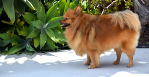 pomeranian-female-full-body