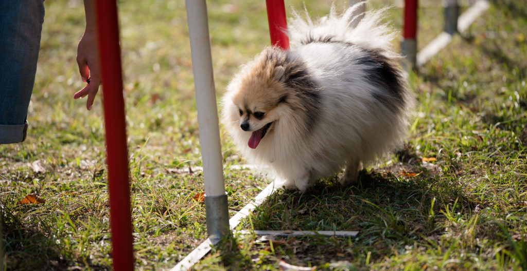 pomeranian-in-training