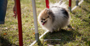 pomeranian-in-training