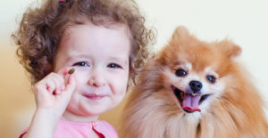pomeranian-personality