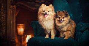 pomeranian-portrait